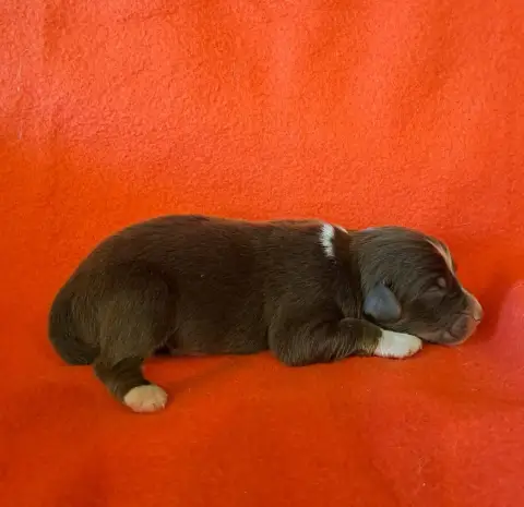 Berger Australien  Chiot 3 De La Pierre Du B'Ressieux ab36a photo 2