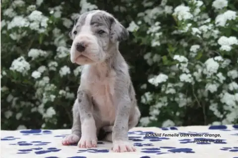 Dogue Allemand  Bonnie Du Clos Du Bonheur photo 2