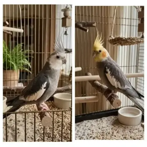 4 Babys Calopsittes A Adopter Eam Nées Le 19 Mars