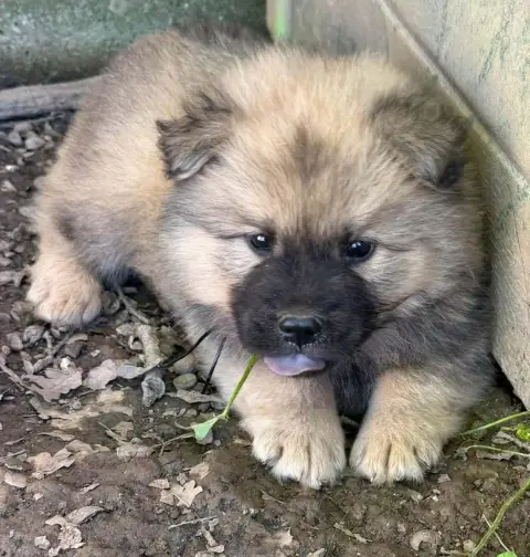 Eurasier  Chiot N°3 De Nibele photo 2