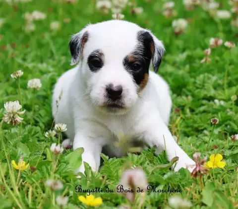 Parson Russell Terrier  Bugatti Du Bois De Morchène af76e