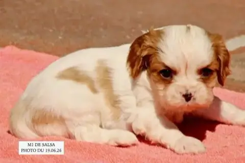 Cavalier King Charles Spaniel  Salsa M1 De La Bastide 20579 photo 2