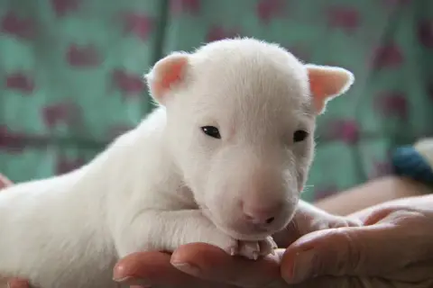 Bull Terrier Miniature  Baroni Des Jardins De Margaux e8f9c photo 3