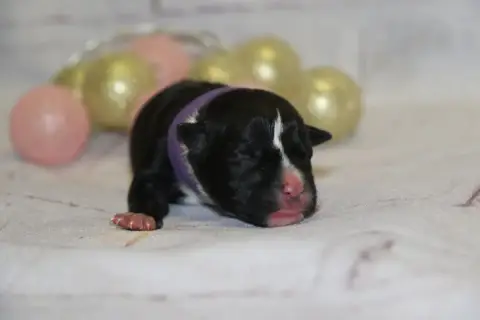 American Staffordshire Terrier  Collier Mauve Dream O 4ad85