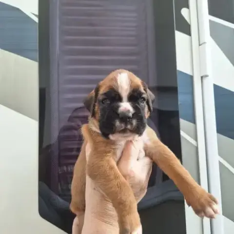 Chiots Boxer