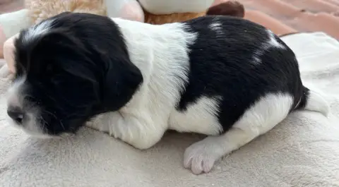 English Springer Spaniel  B.................... Des E d055d photo 3
