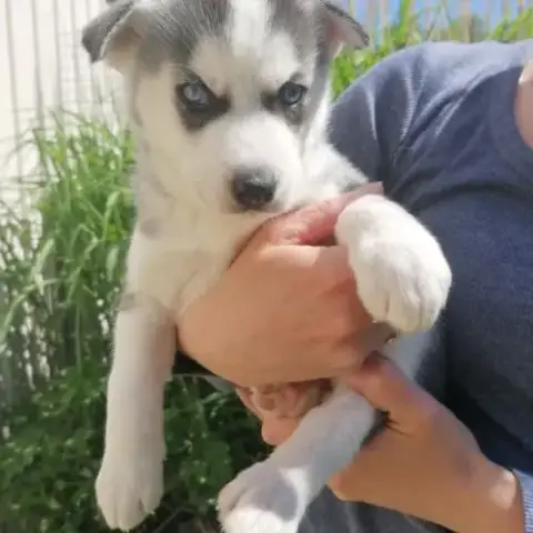 Chiots Huskys À Réserver