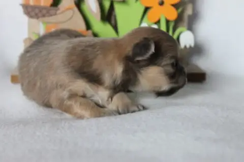 Chihuahua  Chiot N°4 Des Joyaux De La Sambre
