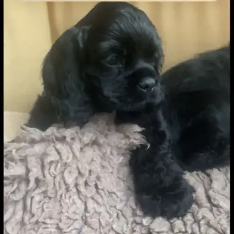 Chiots Cockers Américains Lof