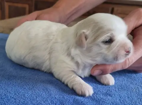 Coton De Tulear  Chiot N°1 Des Hirondelles Du Voyage 723ec