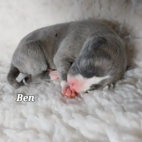 Whippet  Ben Last Adventure photo 2