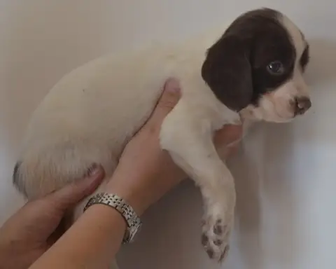 English Springer Spaniel 
                        Chi 7f7a2 photo 2