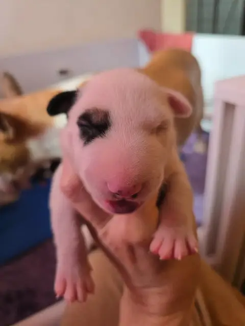 Bull Terrier
