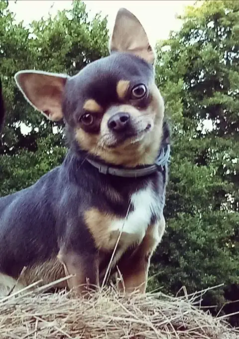 Chihuahua  Chiot 3 Of Little Dog'S Paradise photo 2