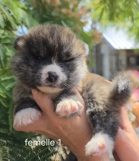 Akita 
                        Femelle 1 De La Joaill 6f936