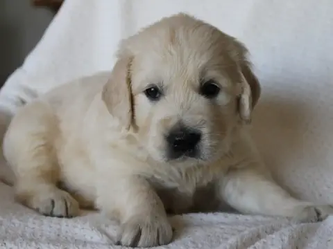 Golden Retriever  Benedict Du Monde De Neige
