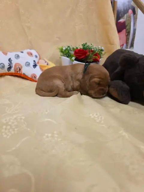 Cocker Spaniel Anglais 
                        B.... 26d6d photo 2