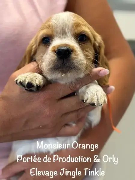 Epagneul Breton  Monsieur Collier Orange Jingle Tinkl 8167b