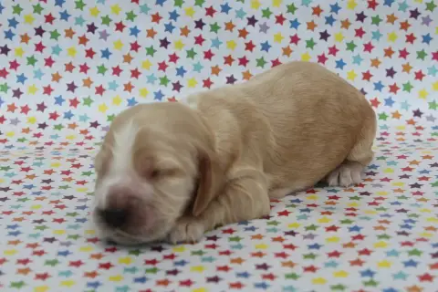 Cocker Spaniel Anglais  Femelle Fauve Clair Of Canila 62e0d