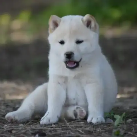 Chiots Type Shiba Inu Blanc/Roux/Noir