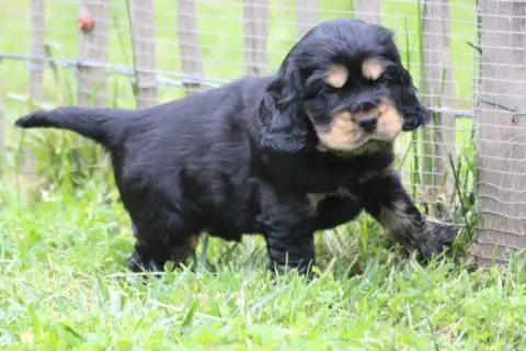 Cocker Spaniel Anglais  Chiot N°3 Du Parfum De Vanill 774e7 photo 3