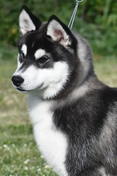 Siberian Husky  Authentic Spirit De La Source Du Mont 4b9f2 photo 3