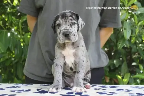 Dogue Allemand photo 2