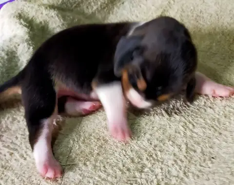 Basset Artesien Normand  Chiot N°4 Des Terres Du Doux bdf6f photo 2