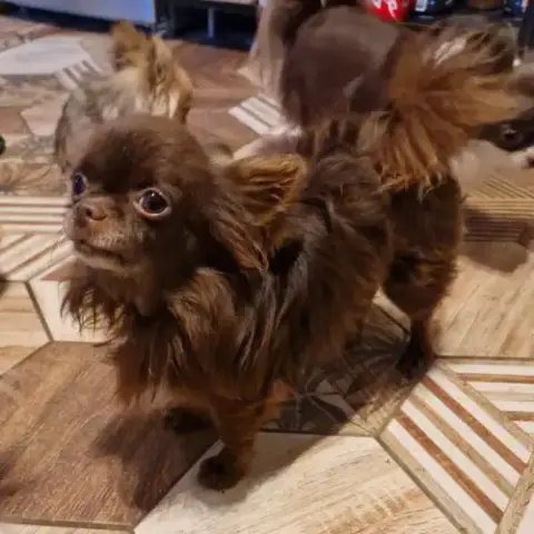 Chihuahua