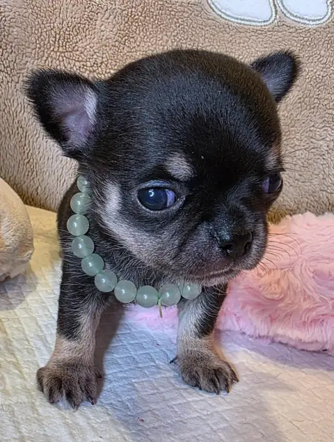 Chihuahua  B........ Des Muses Du Haut Forez photo 3