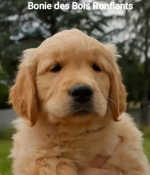 Golden Retriever  Bonie Des Bois Ronflants photo 2