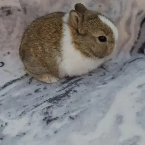 Lapin Toy