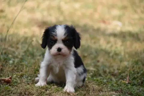 Cavalier King Charles Spaniel 
                       7f701