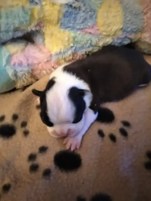 Boston Terrier  Chiot 3