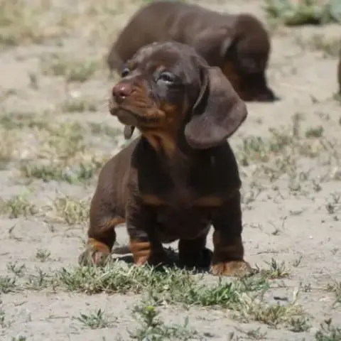 Chiot Teckel Nains