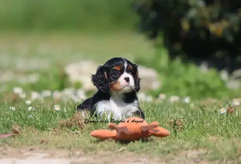 Cavalier King Charles Spaniel  Brookie De La Bergerie 5750d photo 3