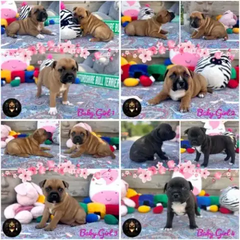 Chiot Staffordshire Bull-Terrier