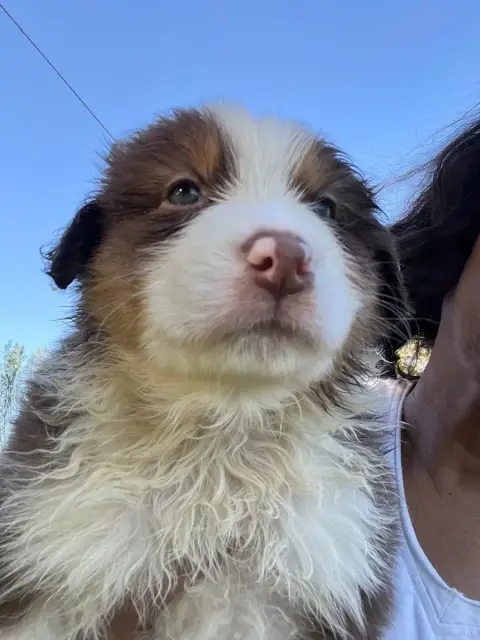Berger Australien  Chiot N°3 Des Eclats De Quasar photo 2