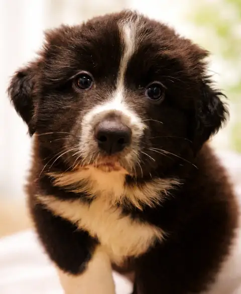 Berger Australien  Chiot 4 photo 2