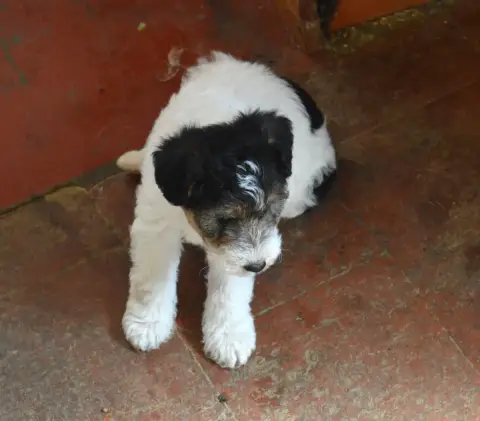 Fox Terrier Poil Dur  Black Clover Du Jardin D'Inuko 2db84