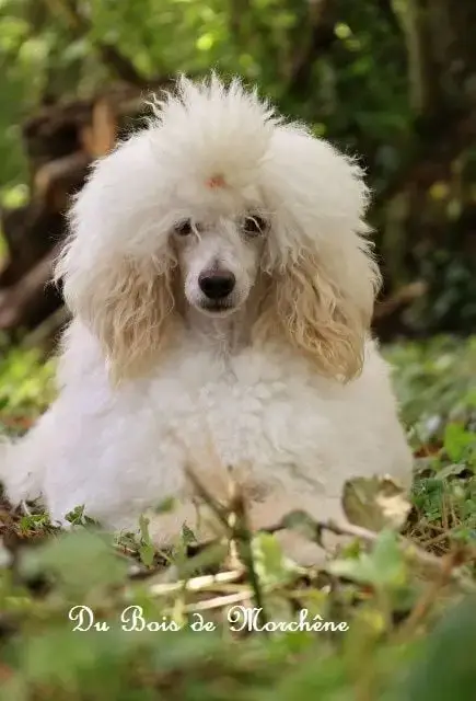 Caniche  Bijou Du Domaine De Felis Harmonie photo 2