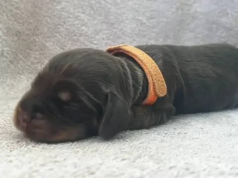 Cocker Spaniel Anglais  Collier Orange -