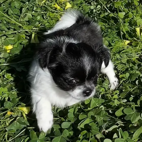 Chihuahua  Baya D'Isula Cara photo 3