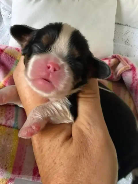 Cavalier King Charles Spaniel 
                       a6990