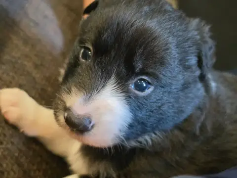 Border Collie photo 2