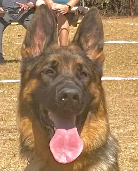 Berger Allemand  Chiot N°1 De La Citée Des Orchidées cf94d photo 3