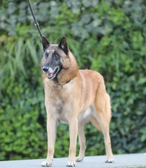 Berger Belge  Chiot N°1 Des Gardiens De La Cigogne