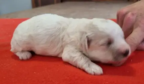 Bichon Frise  Chiot N°3 Des Hirondelles Du Voyage