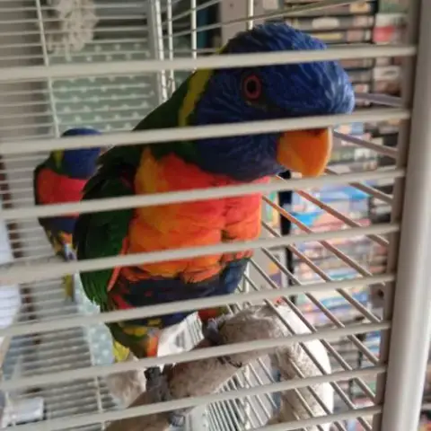 Loriquet Male