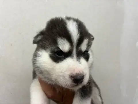 Siberian Husky  Male 2 (Vaya -